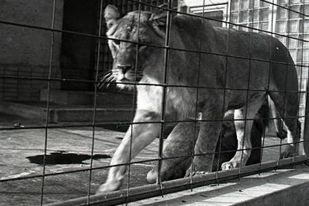 V Paríži otvorili prvú ZOO na svete
