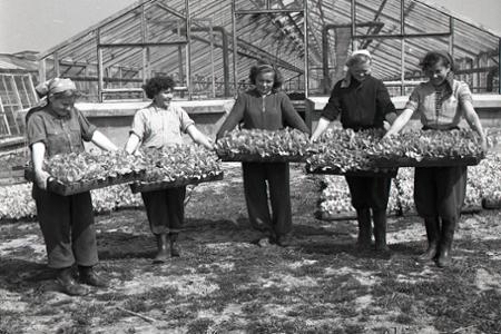 Rok 1955: Na trh sa dostáva prvá rýchlená slovenská zelenina
