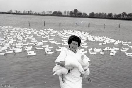 Rok 1963: Štátne rybárstvo v Stupave je najväčší producent kačíc 