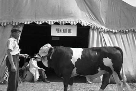 Rok 1958: V Nitre otvorili celoštátny výstavný a nákupný trh 