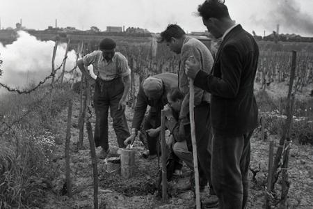 Rok 1956: Vynašli účinný prostriedok proti jarným mrazom