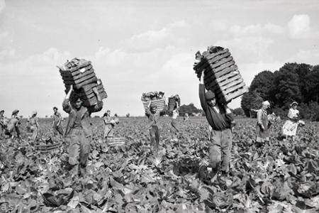 Rok 1957: Kapusta z Lehníc obohatí zeleninový trh aj v Prahe