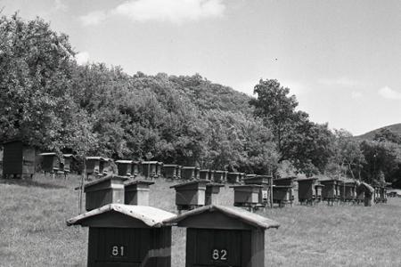 Rok 1957: Plášťovskí včelári sú najlepší v kraji