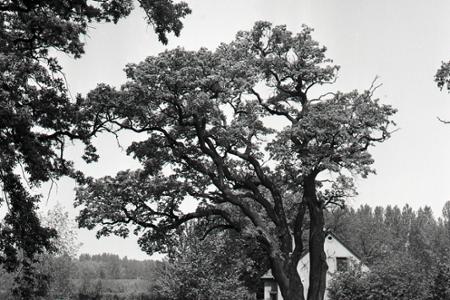 Rok 1965: Duby neďaleko Gabčíkova sú slovenskou raritou