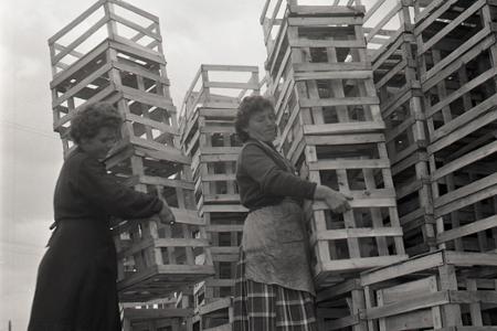 Rok 1961: V Kútoch vyrábajú zeleninové debničky na export
