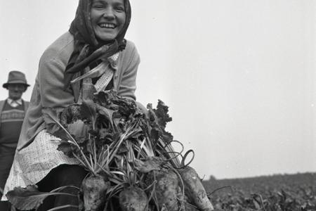 Rok 1960: Začína sa boj o cukor 