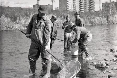 Rok 1978: Zarybnenie Hrona a Váhu