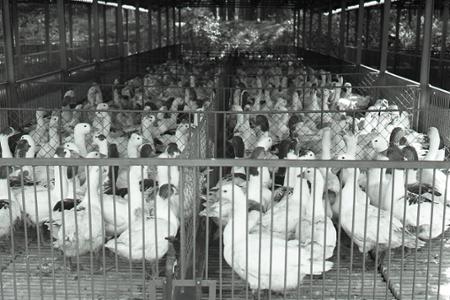 Rok 1958: V Malackách otvorili novú hydináreň