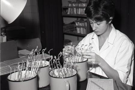 Rok 1967: Na Západe je záujem o slovenskú reďkovku a špenát
