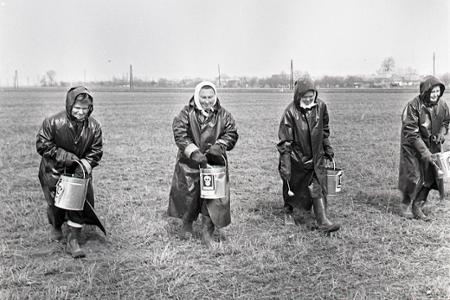 Rok 1972: Na východe republiky sa premnožili škrečky poľné