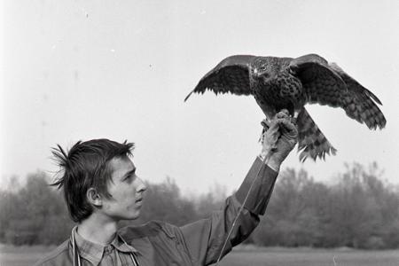 Rok 1974: V bratislavskom Ovsišti trénujú sokoliari 
